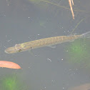 Pike, juvenile.