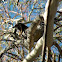 Yellow wattlebird