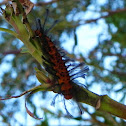 Oleander Caterpillar