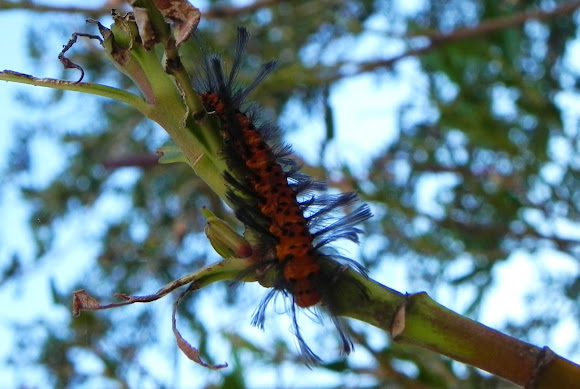 Spotting Image 1
