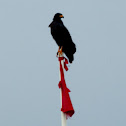 Common Black Hawk