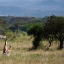 Grant's Gazelle