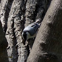 White-breasted nuthatch