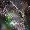 Nephila pilipes (人面蛛)