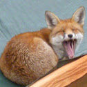 Red Fox