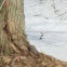 Eastern Grey Squirrel