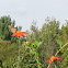 monarch butterfly