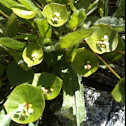 Streambank Springbeauty