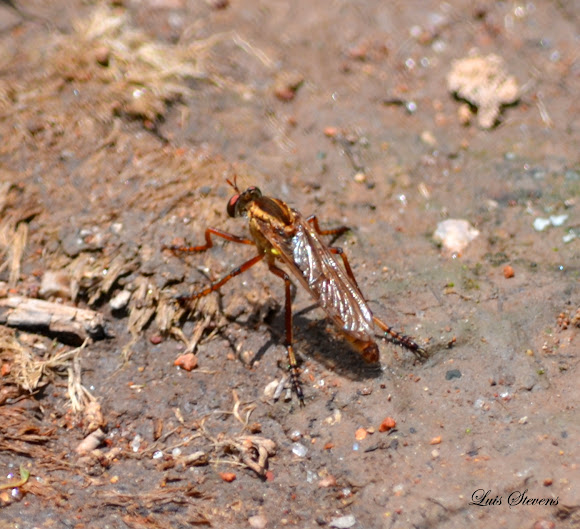 Spotting Image 1