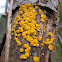 Yellow Fairy Cups