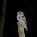 Tawny Frogmouth