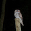 Tawny Frogmouth