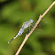 Trumpet Tail (Male)