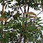 Mountain ash