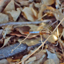 dragon fly
