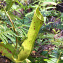 pitcher plant
