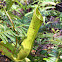 pitcher plant