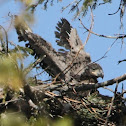 BALD EAGLE EAGLET