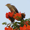 Guira Cuckoo