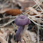 Amethyst Deceiver
