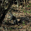 Western Gray Squirrel