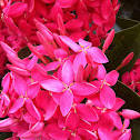 West Indian Jasmine