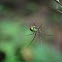 Araña en bosque nuboso