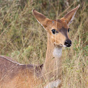 bushbuck