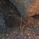 Common side-blotched lizard