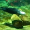 Sea Otter