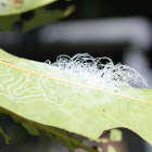 White Fibrous Lerp Insects