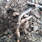 Northern Ringneck Snake