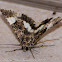 Four-spotted Moth