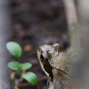 Common Frog