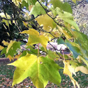 Tulip tree