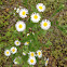 Gänseblümchen
