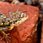 Garden Lizard