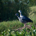 Southern Screamer