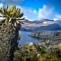Frailejón