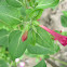 The four o'clock flower or marvel of Peru
