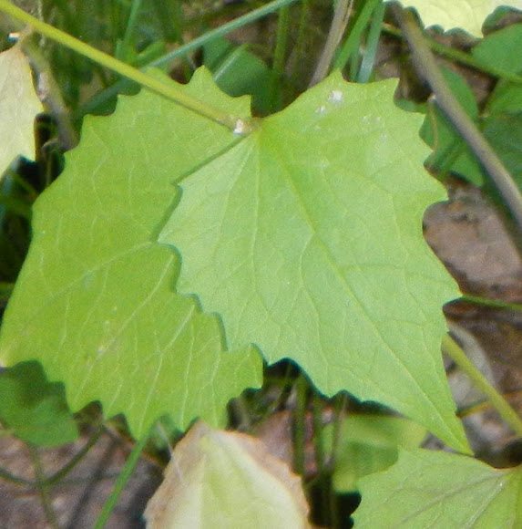 Spotting Image 1