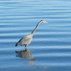 Blue Heron
