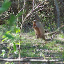 Nine-banded Armadillo