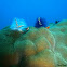 Christmas Tree Worm 