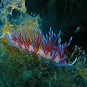 Nudibranchia