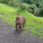 Bonnet macaque