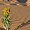 Rough Mule's Ear