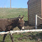 Donkey