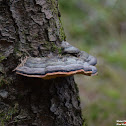 Red Banded Polypore