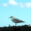 Silver gull